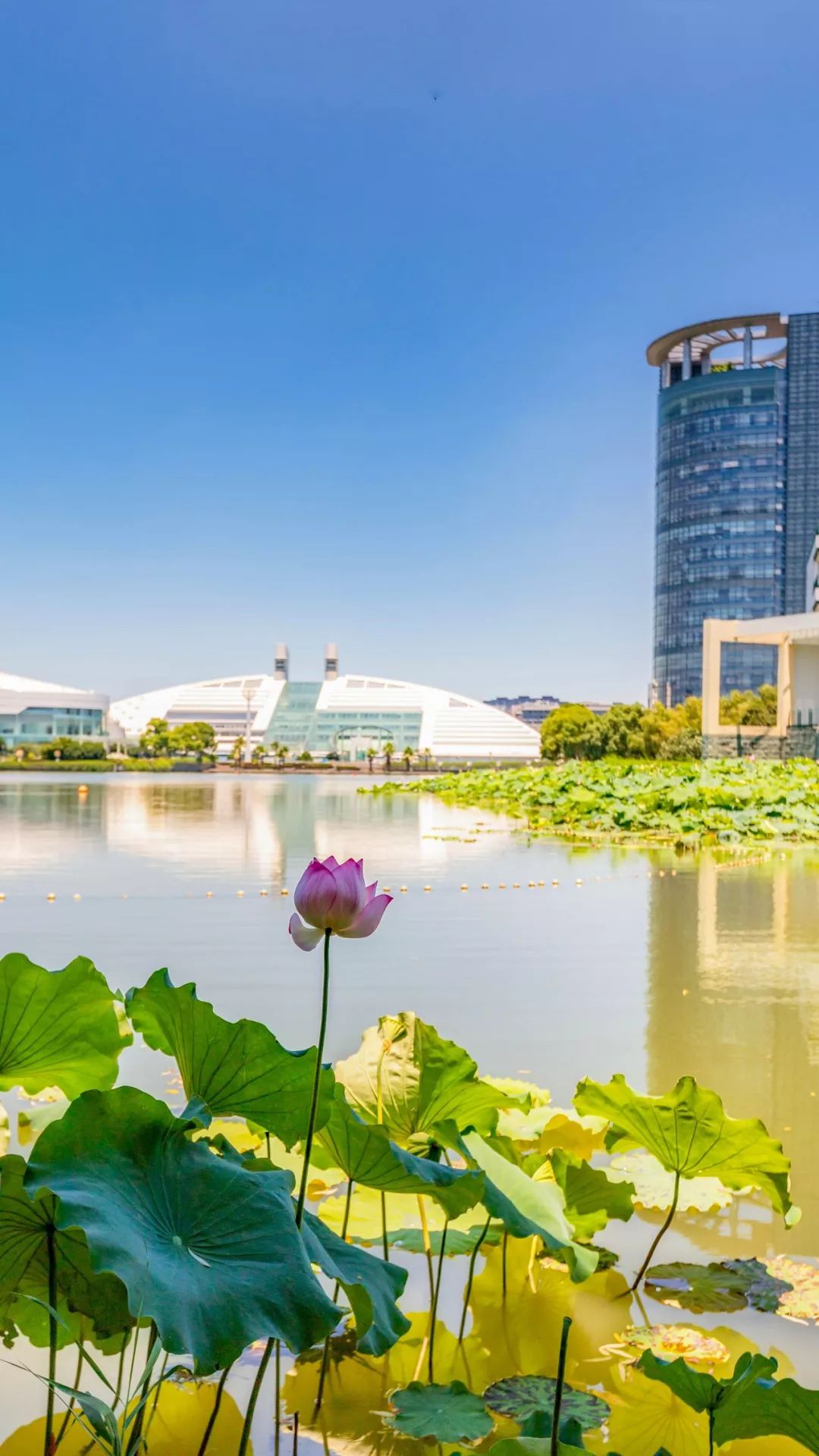 7天限时下载!浙大校庆专属壁纸强势来袭,总有一款适合你!