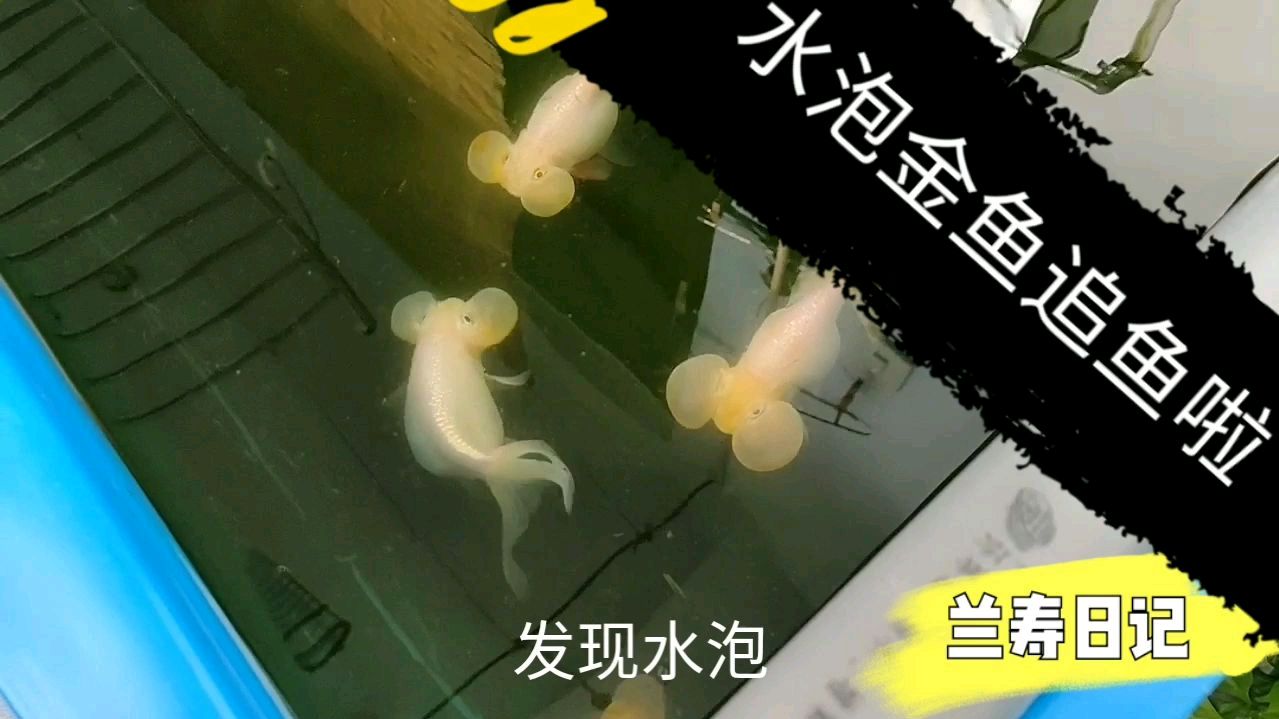 水泡金鱼出现追鱼了 这是要繁殖的节奏