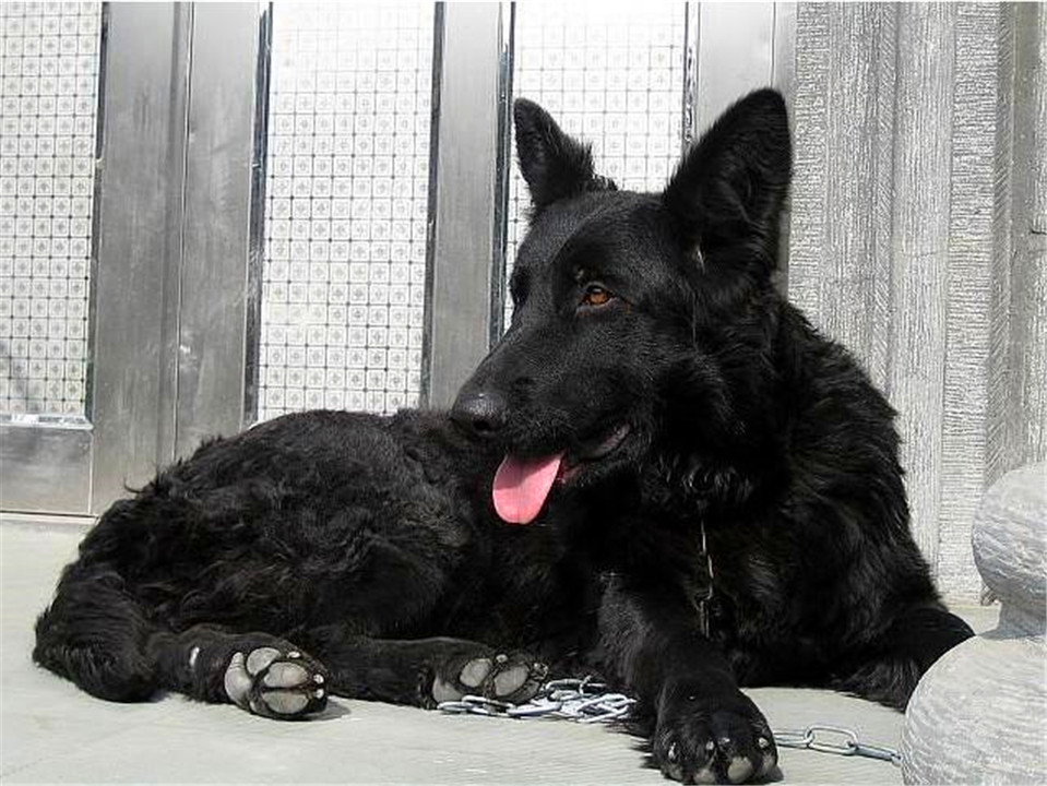 比利时牧羊犬怎么饲养,平时我们需要注意哪些事情呢?