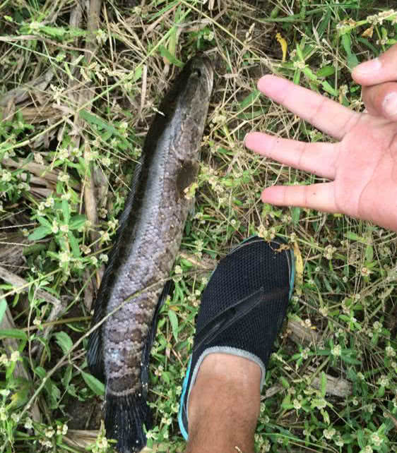 校园后面的沼泽地,荒凉原始,大量黑棒子鱼盘踞,钓到手软