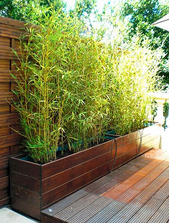 庭院竹子 - 热门商品专区
