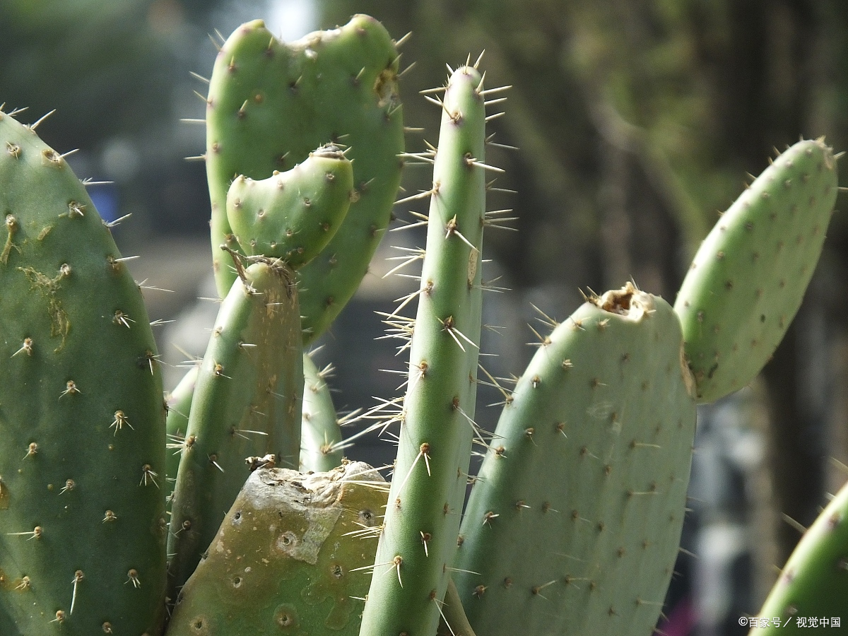 仙人掌的种类图片及名称