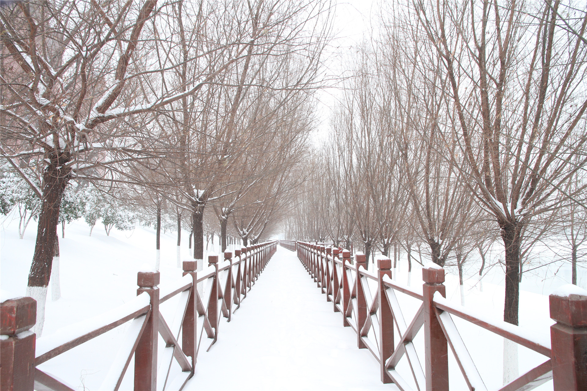 雪后穿上银装的漯河雪景,好多年没有下过这么大的雪了