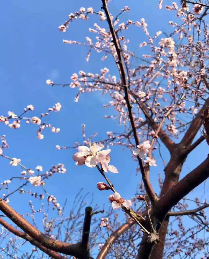 (圖片:大連段興華) 本溪市區水塔路 路邊綿延兩公里的桃樹 都打上的