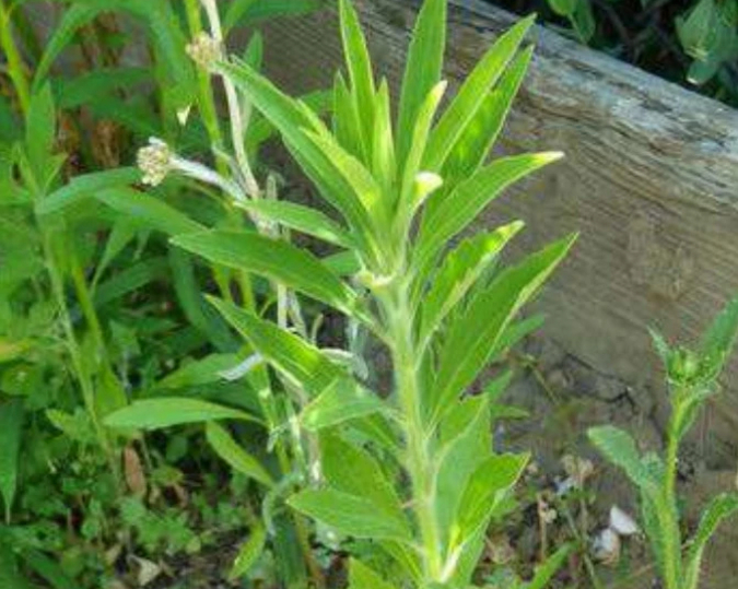 最难处理的一种野草,不用浇水能长1米高,但治疗胃病效用很高!