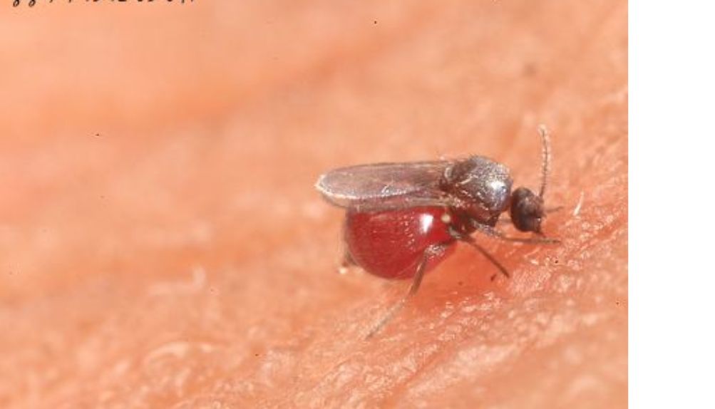 讨厌的蠓类的介绍