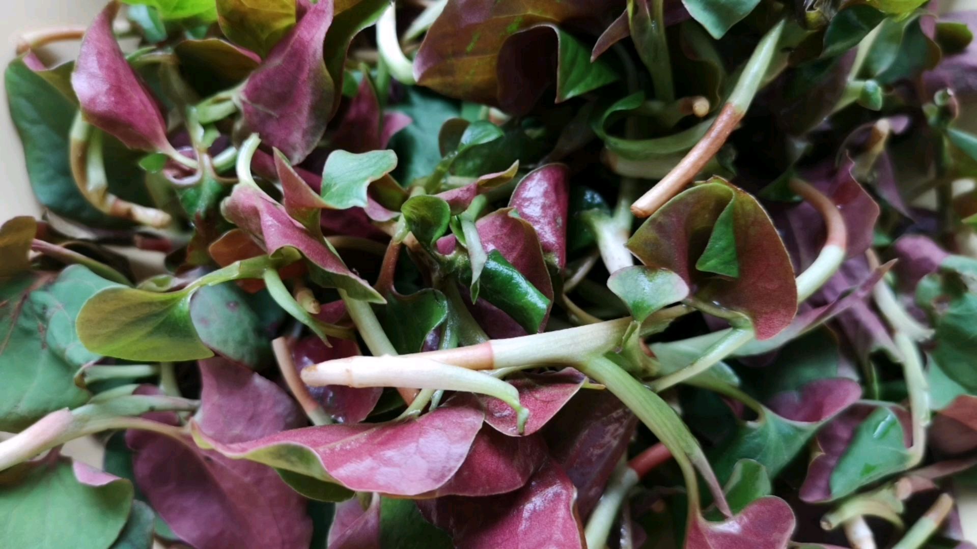 鱼腥草,有人爱吃有人厌,鱼腥草我家这么做,全家都爱吃