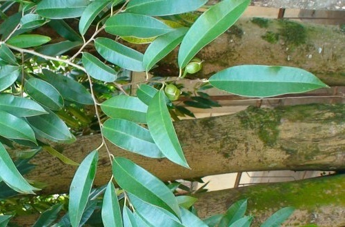 对滑叶跌打你了解多少?我猜这些你不知道