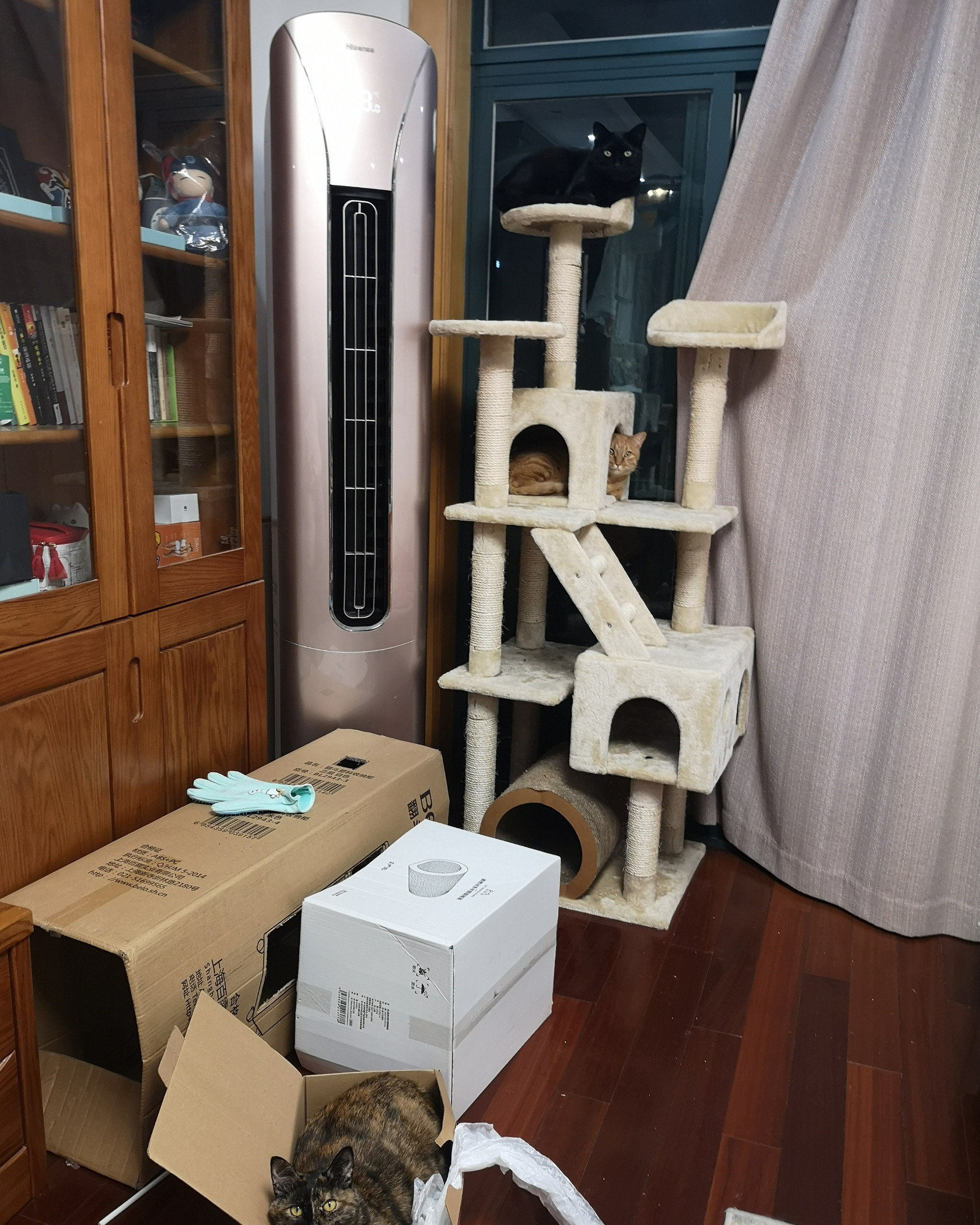 猫爬架是你们的,纸箱也是你们的