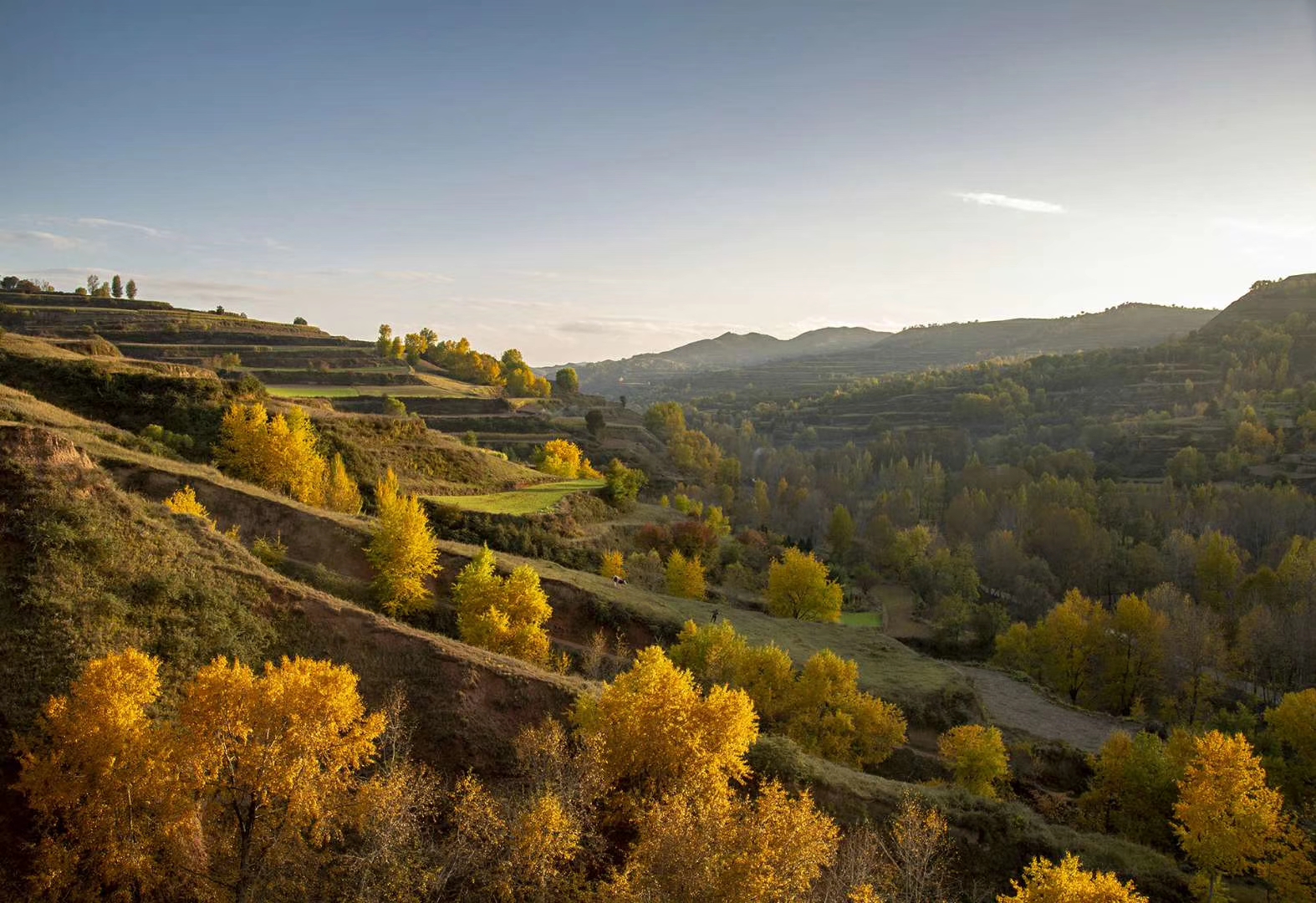 甘肃陇西昌谷沟的金黄秋色