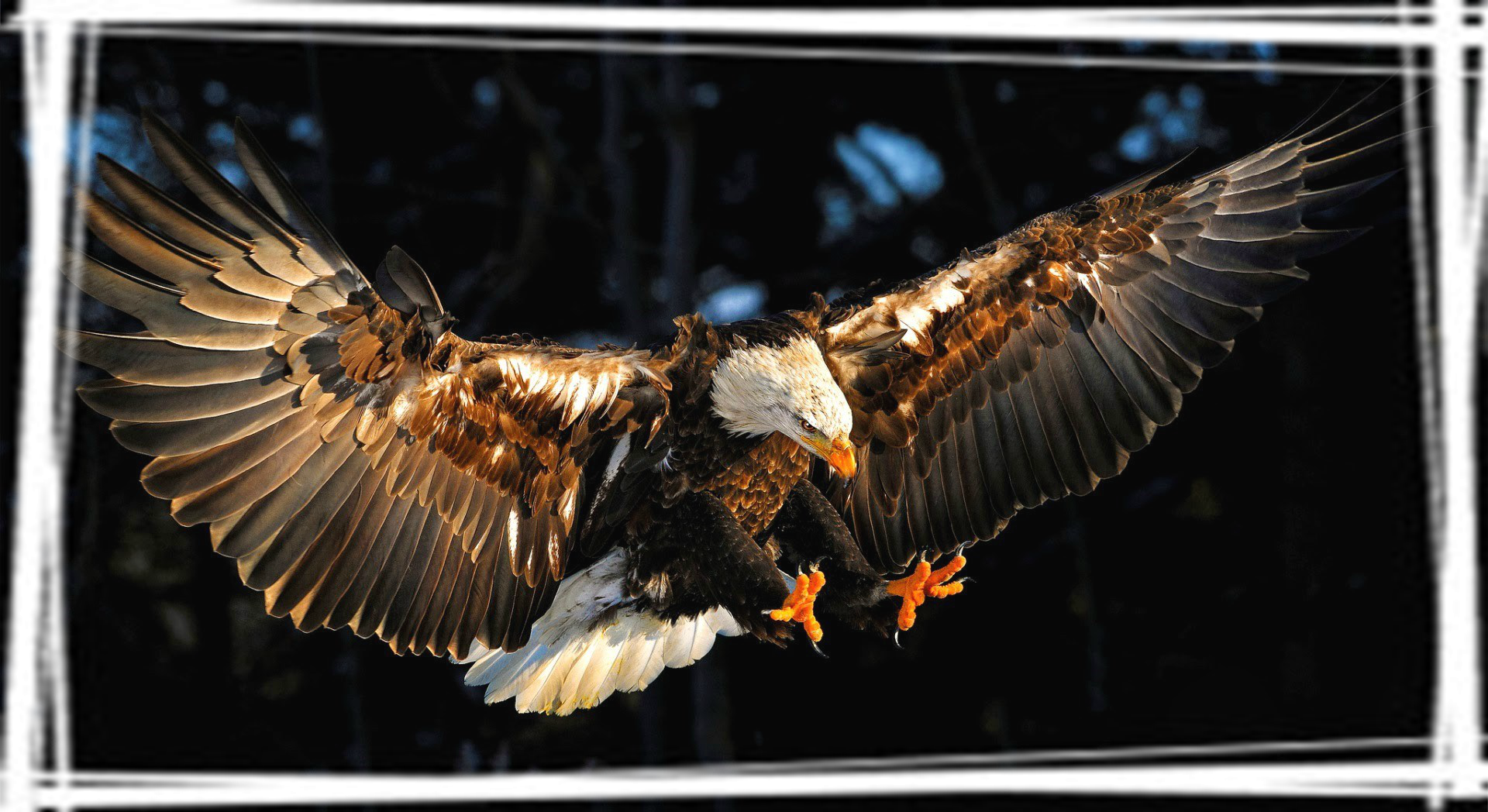 野生动物鹰摄影高清壁纸