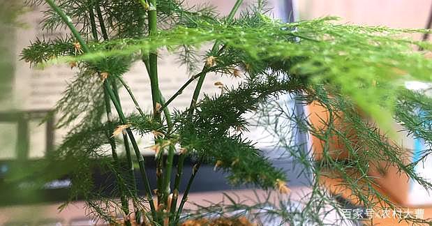文竹与云竹到底有何区别?原来在这,不让自己还一直蒙在鼓里窃喜