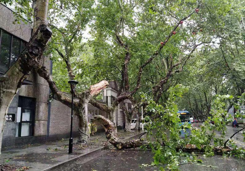 西湖边60年大树被掀倒!温台多地被淹断电断网"利奇马"傍晚将杀进杭州