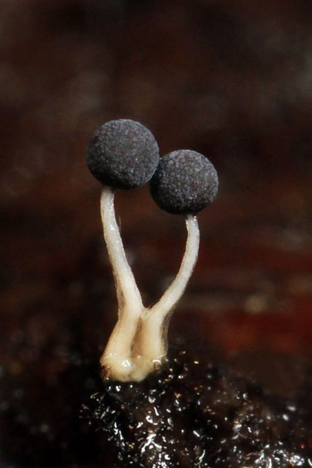 蘑菇的形状多种多样,一般常见的有钟形,斗笠形,半球形,平展形,漏斗形