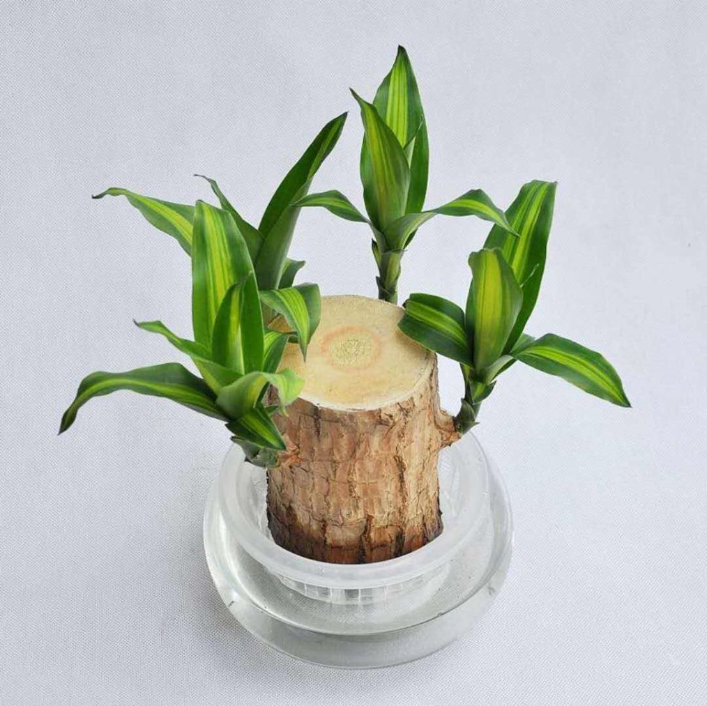 在家养巴西木,注意这几点,让其越长越旺!