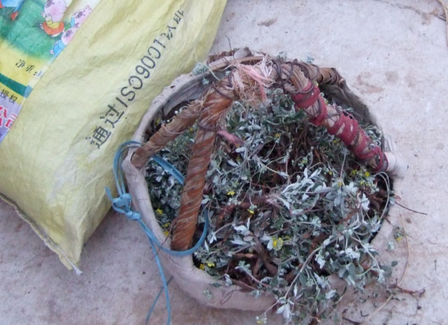 农村的"鸡腿参",模样像野草,它太珍贵了,农民赶紧保护起来