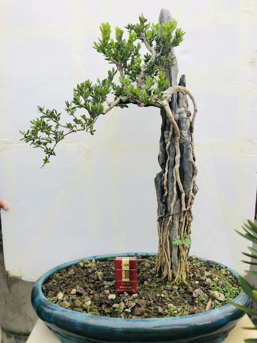 黄杨提根盆景