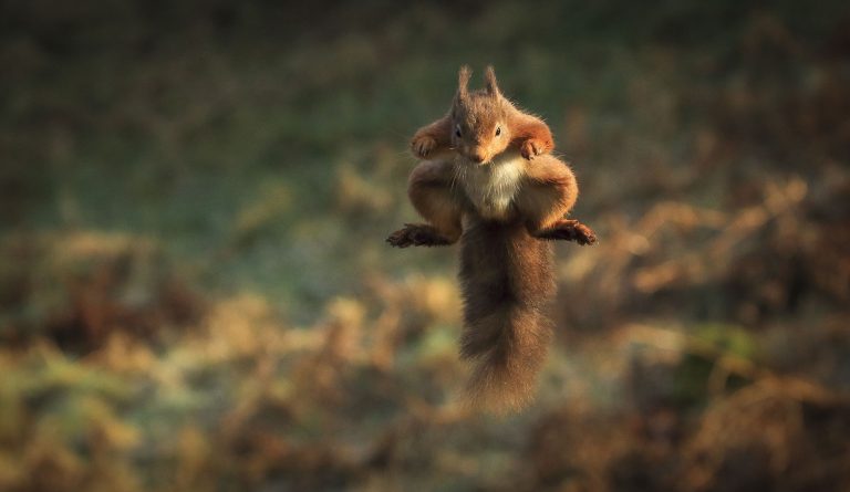 红松鼠正腾空跳跃,它想从一棵树跳向另一棵树摘榛子吃!