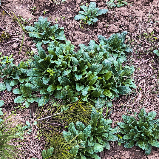 6种被名字"耽误"的野菜,常错认成杂草,殊不知价值非常