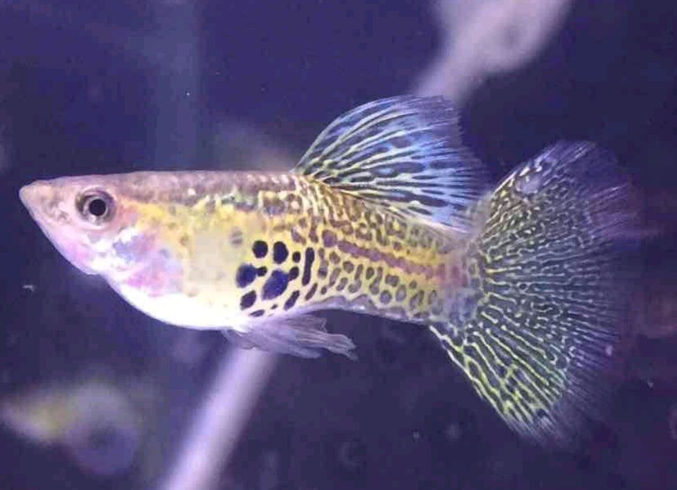 孔雀鱼针尾原因大揭秘!一文读懂针尾治疗全掌握!