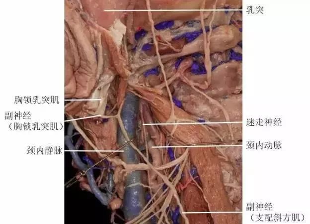 副神经解剖及功能,图文并茂