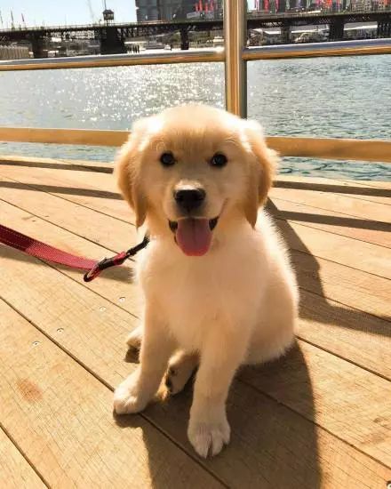 来自悉尼的一只小金毛萌翻网友,笑容清澈可爱,让人倍感治愈