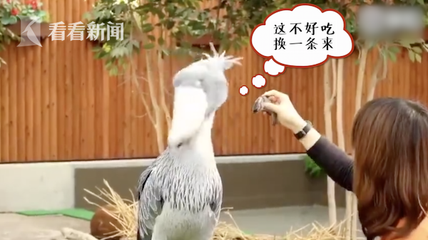鲸头鹳张嘴散热成表情包 网友:目瞪口呆.jpg