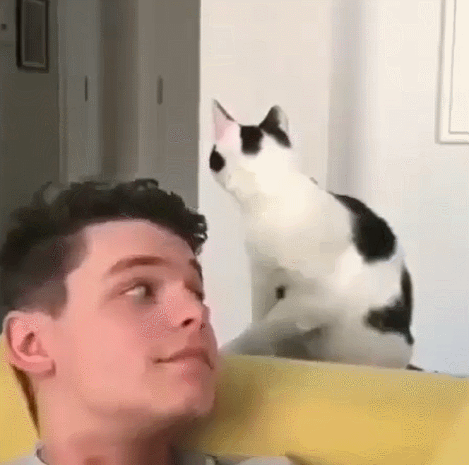 这些网红猫咪都爱吐舌头,每天贡献表情包