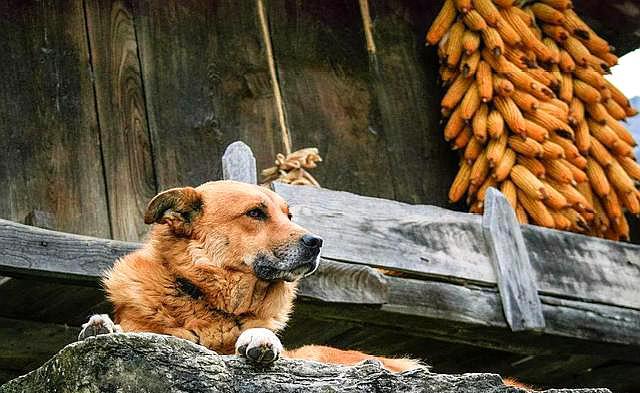 农村会咬鸡皮肤的(农村会咬鸡皮肤的人吗)