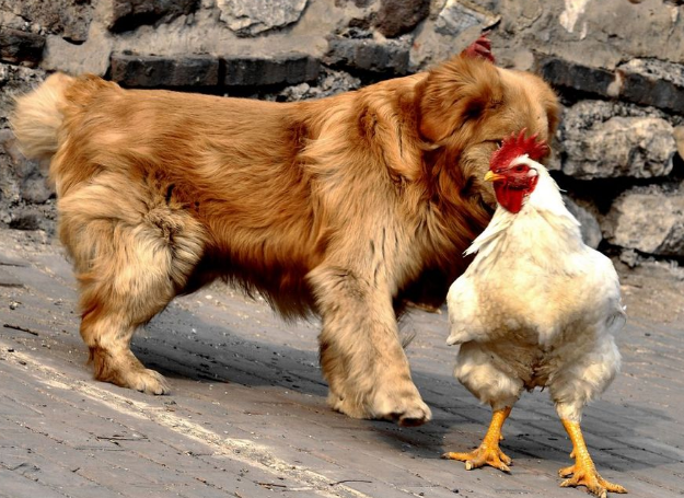 鸡被狗拉进狗窝过了一夜后性情大变,网友惊呼:你们发生了啥