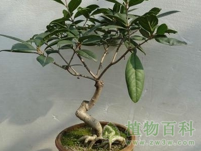 盆栽桂花树如何养殖?