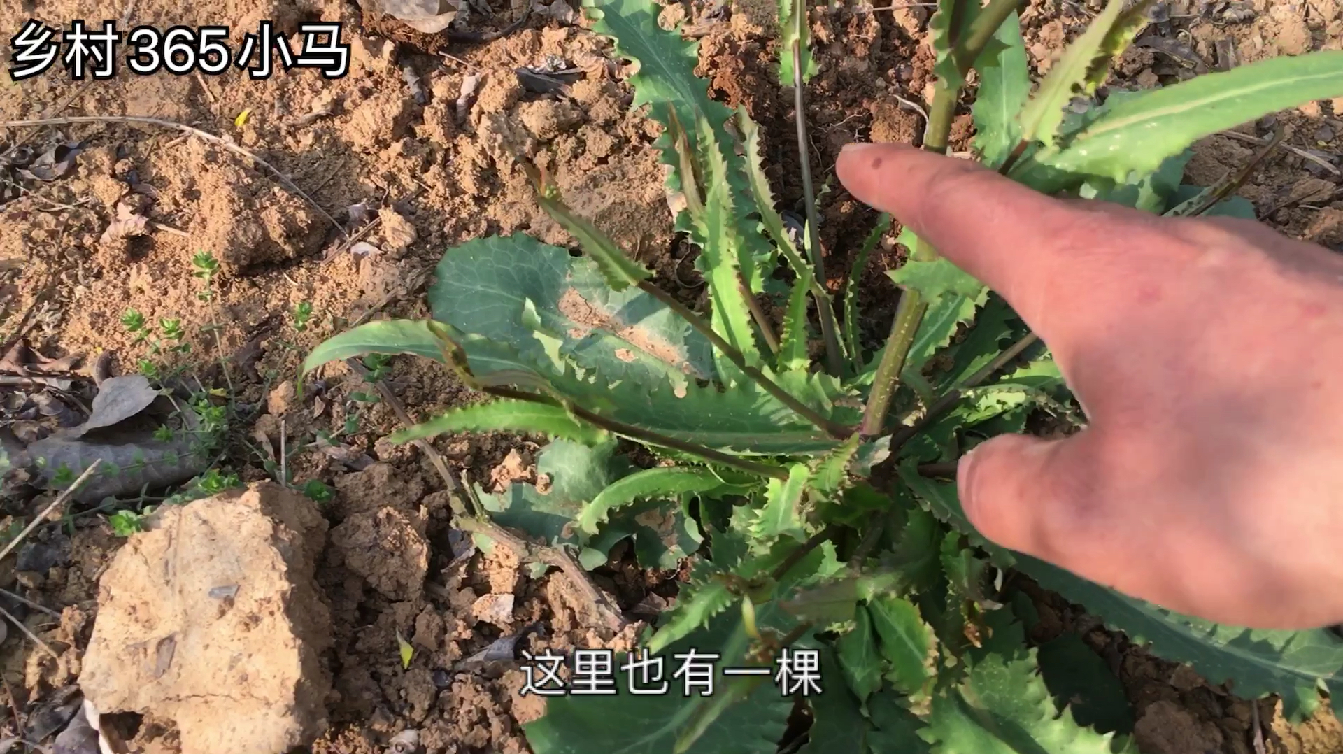 这种植物认识吗?“还阳参”药用价值奇高!可惜没人知道
