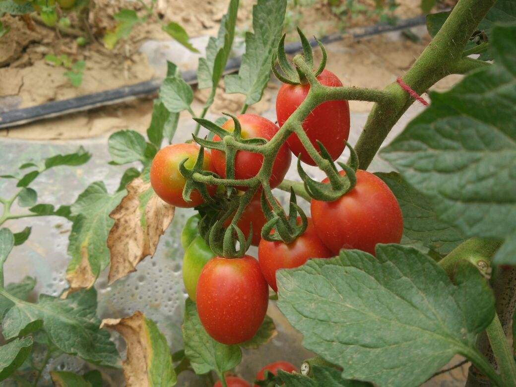 圣女果种植深受欢迎,想要有更高的收益,这4点繁殖技术值得一看
