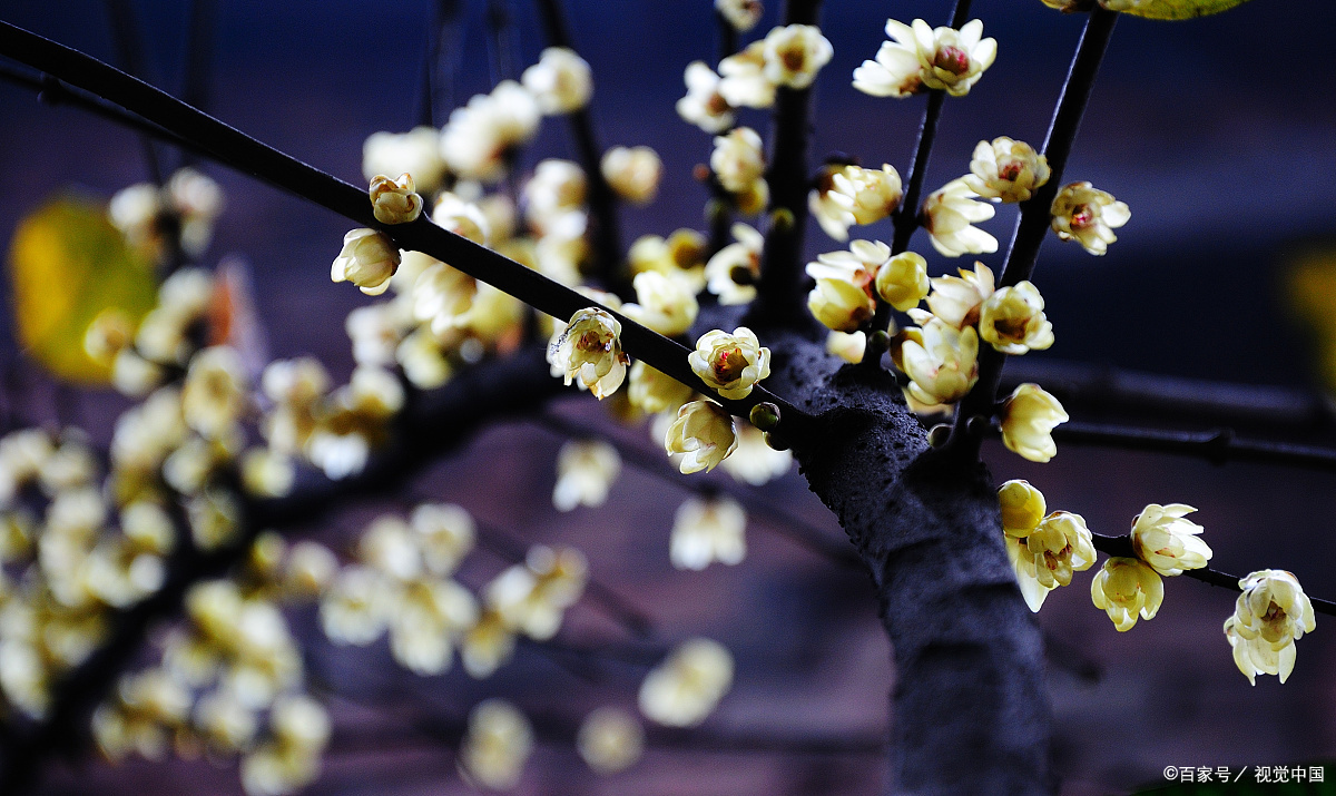 余生不言老,如冬雪腊梅照样美不胜收