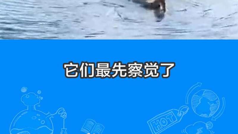 春江水暖鸭先知是什么意思?