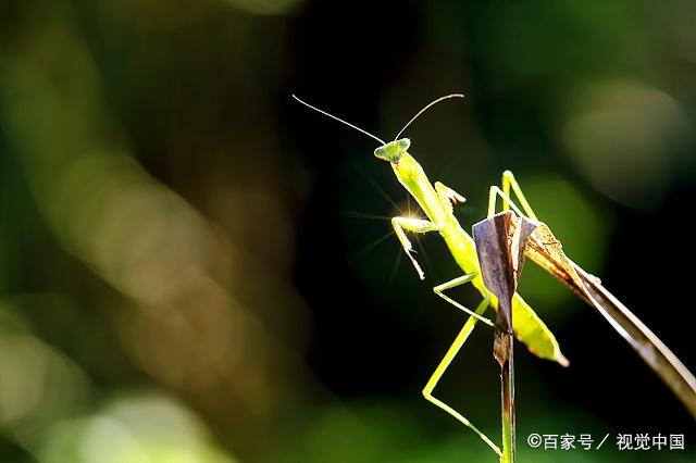 螳螂一般都是通过吃掉另一半的方法,来繁殖后代