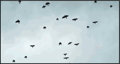 只有人类才重男轻女?它们被冠以"淫鸟"骂名,却也"重男轻女"