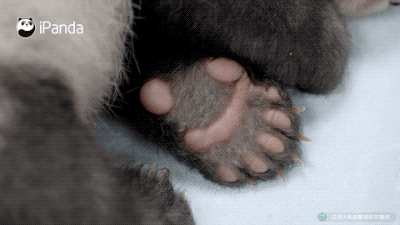 大熊猫有几根手指?和它击掌应该说give me five吗?