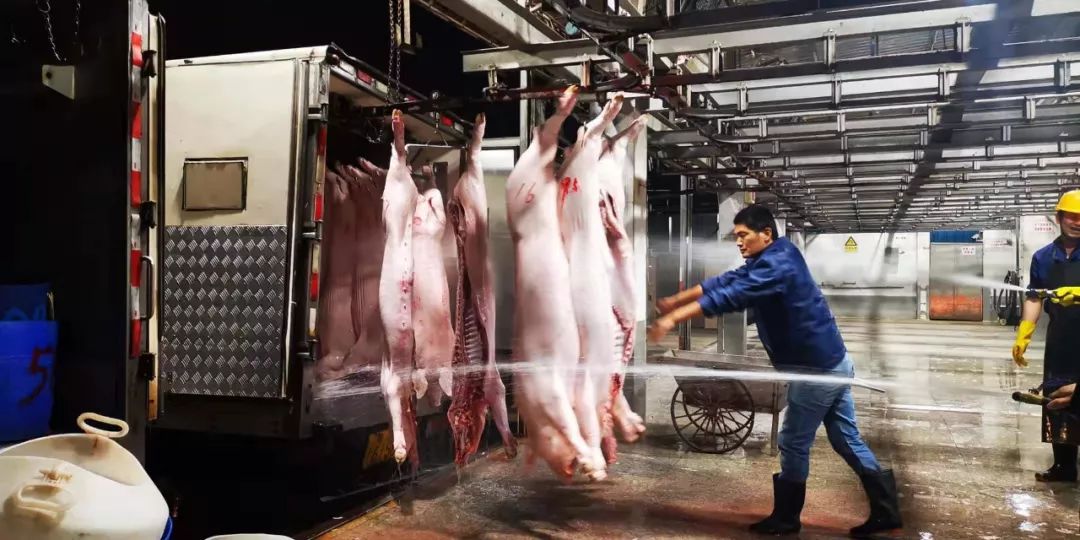 保障舌尖上的安全!禅城夜间出击,实地检查佛山市肉联厂