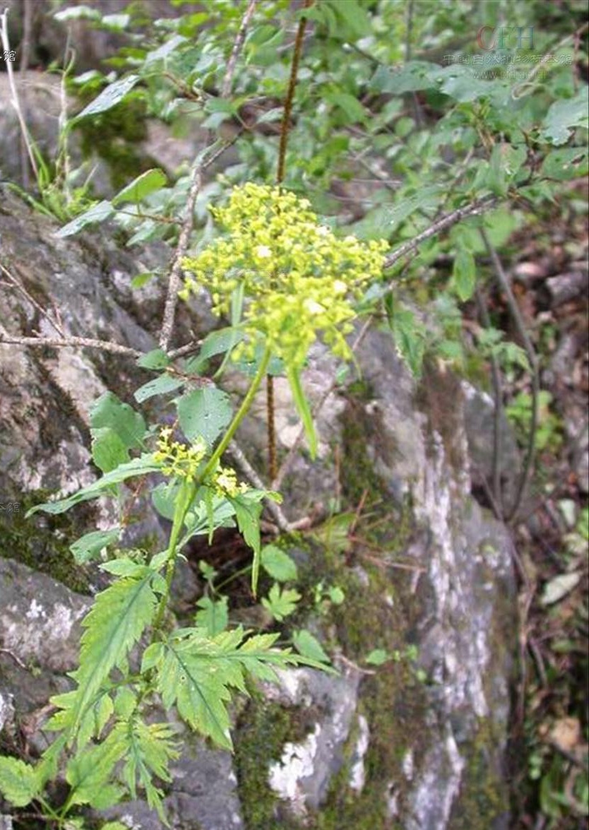 你真的了解败酱科吗?给大家科普一下