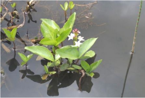 农村有一"睡菜",生于池塘边上,据说能治失眠,可别错过了