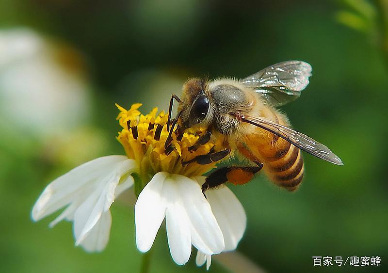 蜜蜂有几条腿和翅膀?