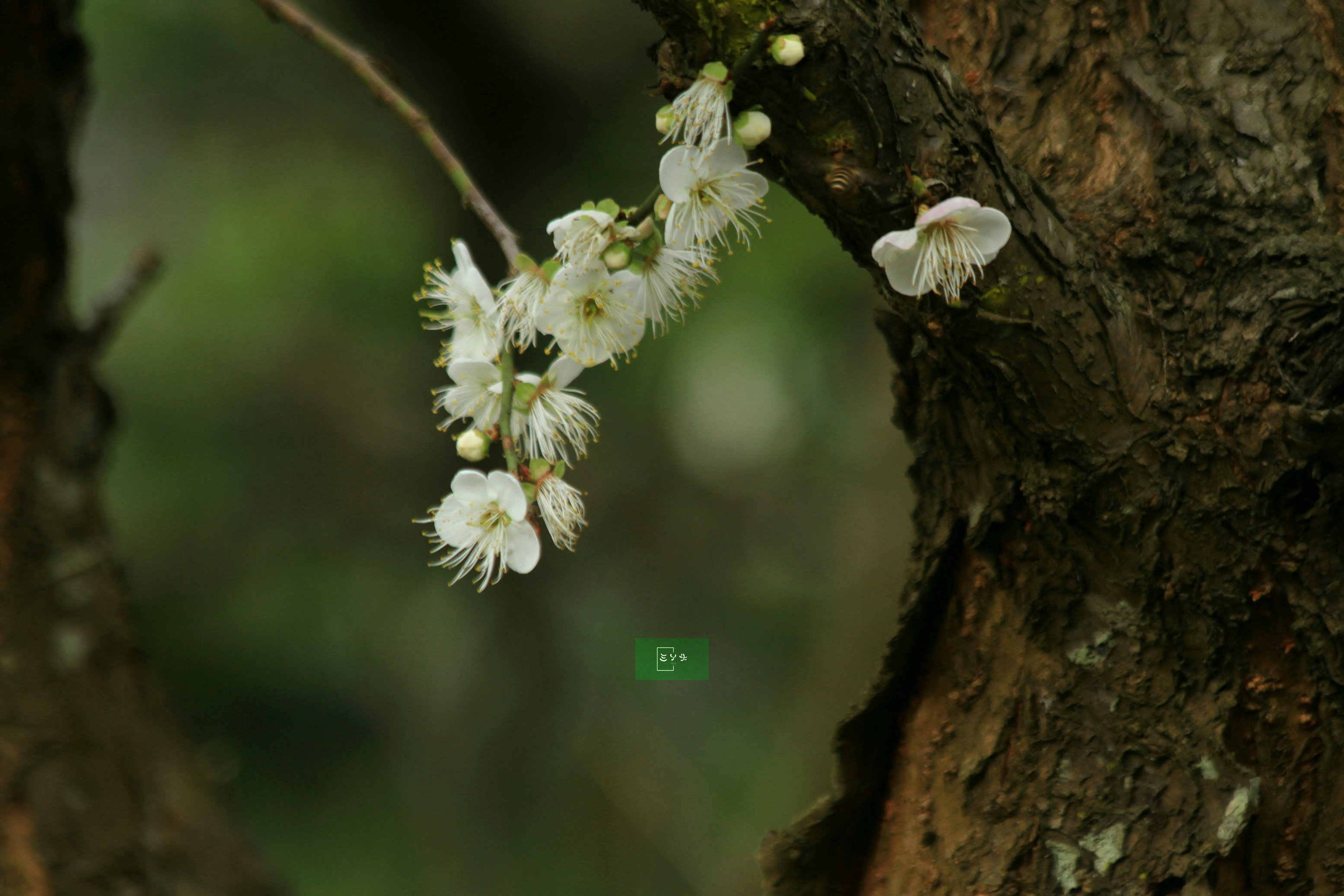 "暗香浮动"梅花画面的拍摄小技巧,让你旅行带回不一样的照片