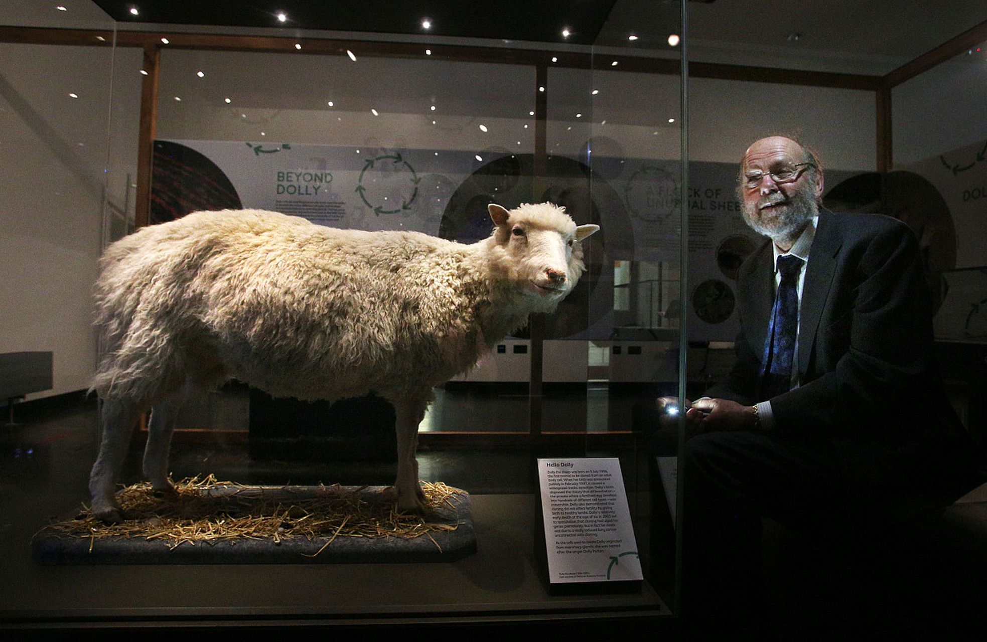 由于"多利"是从一只6岁的成年羊克隆出来的,它也许会过早衰老,但健康