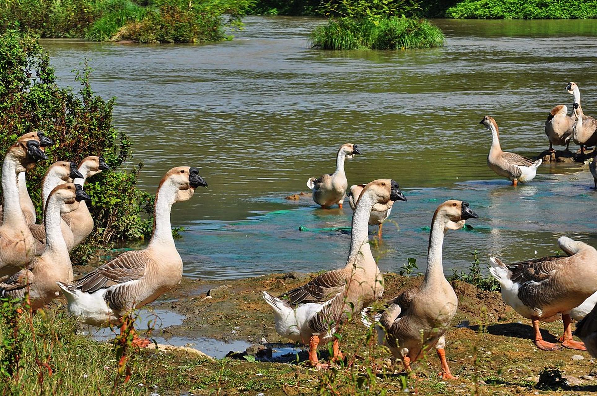 我妈常跟我提起她小时候养的一群鹅,为首的是头大公鹅,带着一群小母鹅
