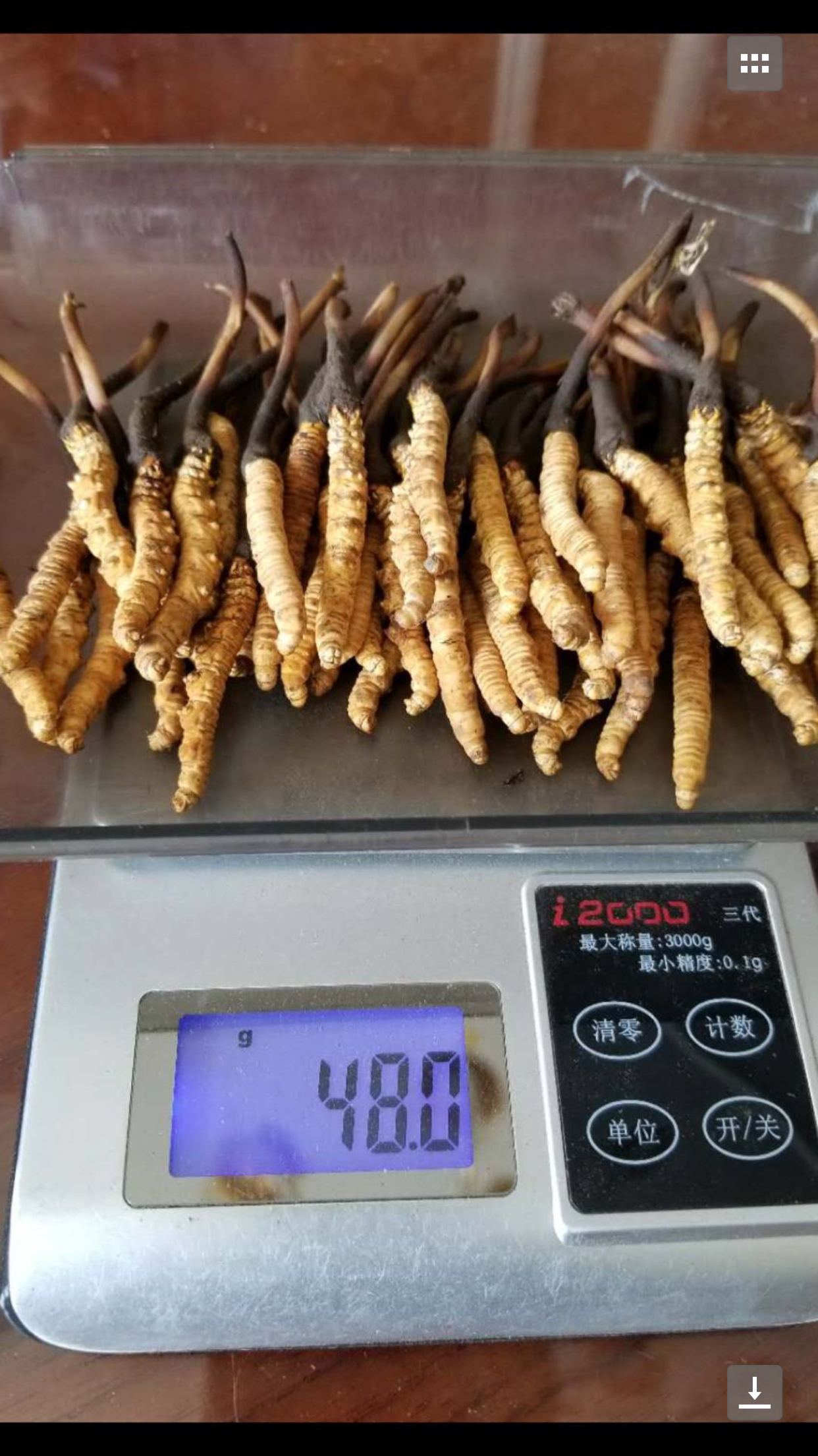 黄南新鲜冬虫夏草图片