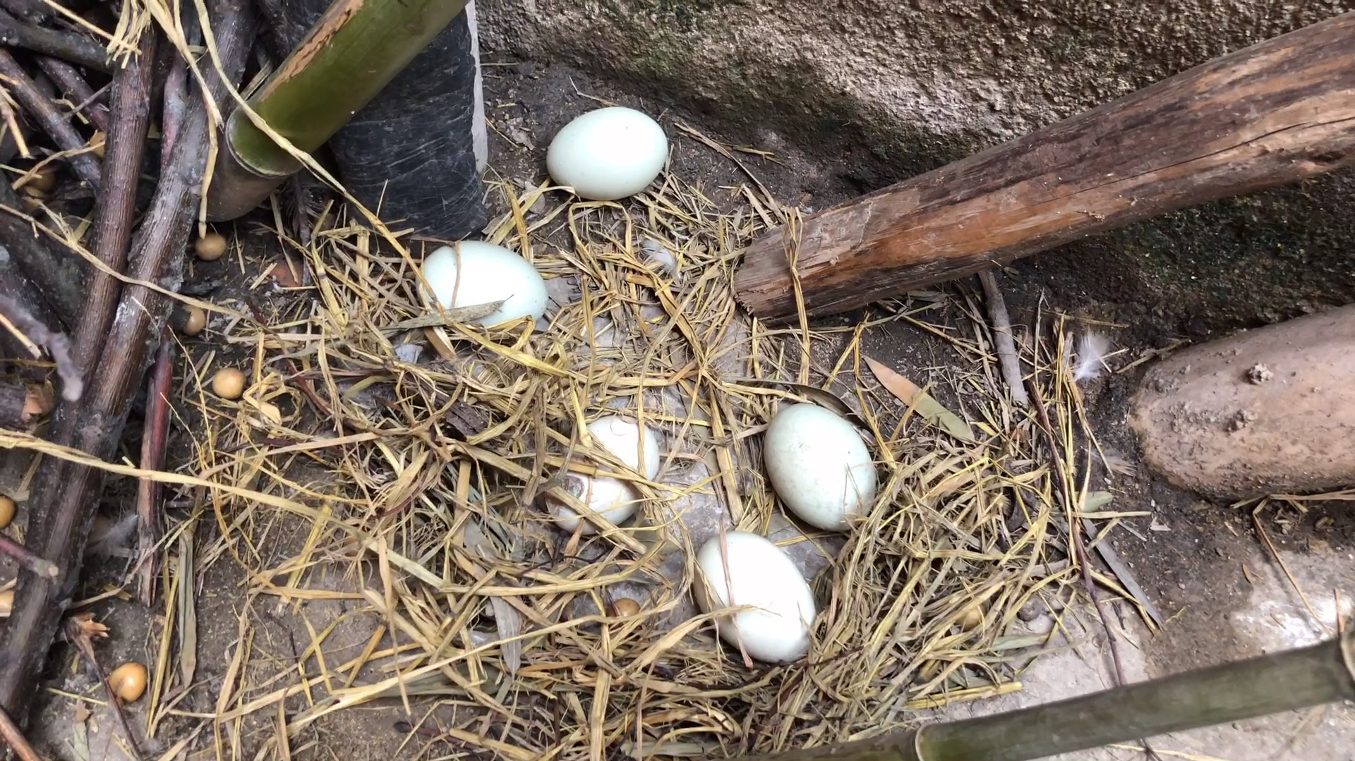 老妈给鱼虾鸭子吃,鸭子吃的嘎嘣脆,还下了一窝蛋