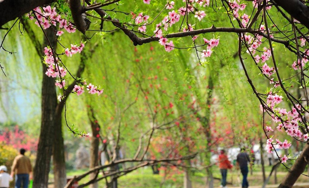 关于描写春风的这些好诗,看完如沐春风,陶醉其中