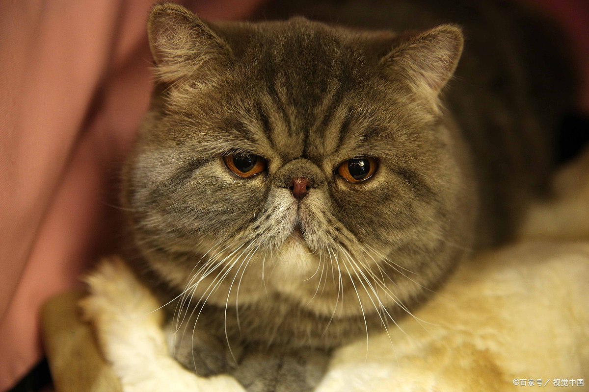 好奇杀死猫,有一种古老的天然动物,可能会让没经验的猫饱受折磨