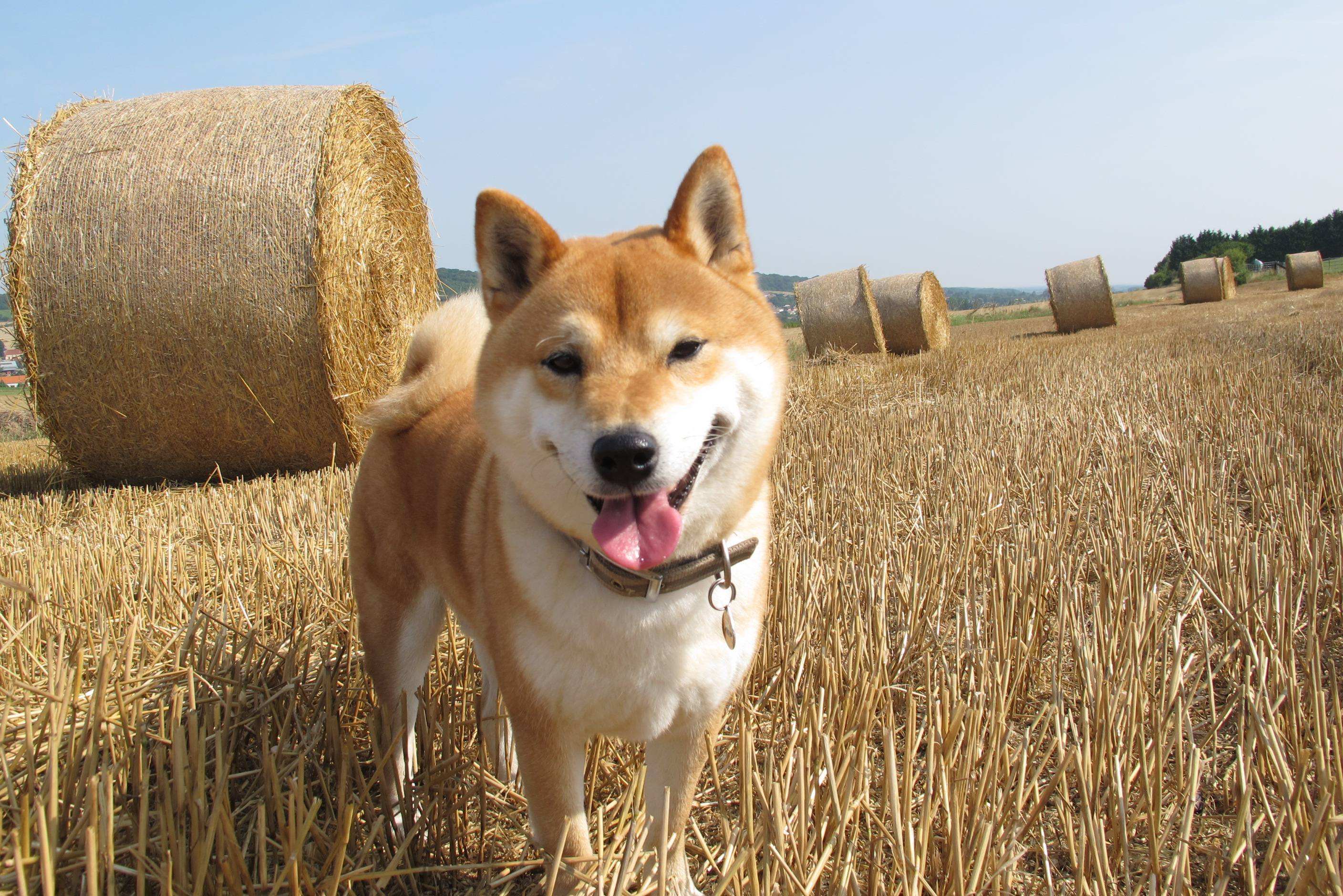 柴犬壁纸高清横屏图片